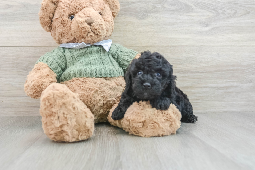 Playful Poodle Purebred Pup