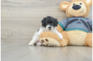 Energetic Toy Poodle Purebred Puppy