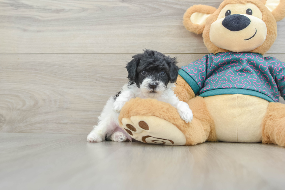 Energetic Toy Poodle Purebred Puppy
