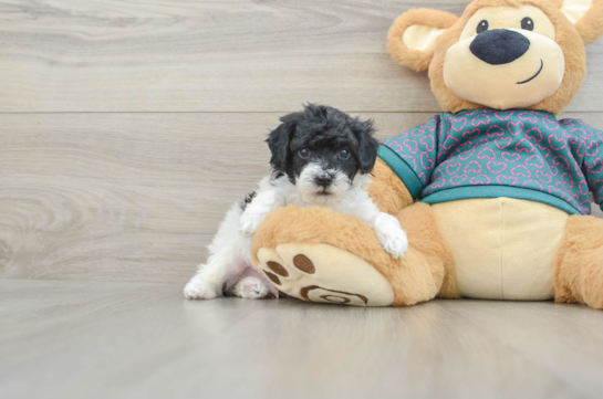 Energetic Toy Poodle Purebred Puppy