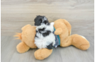 Best Poodle Baby
