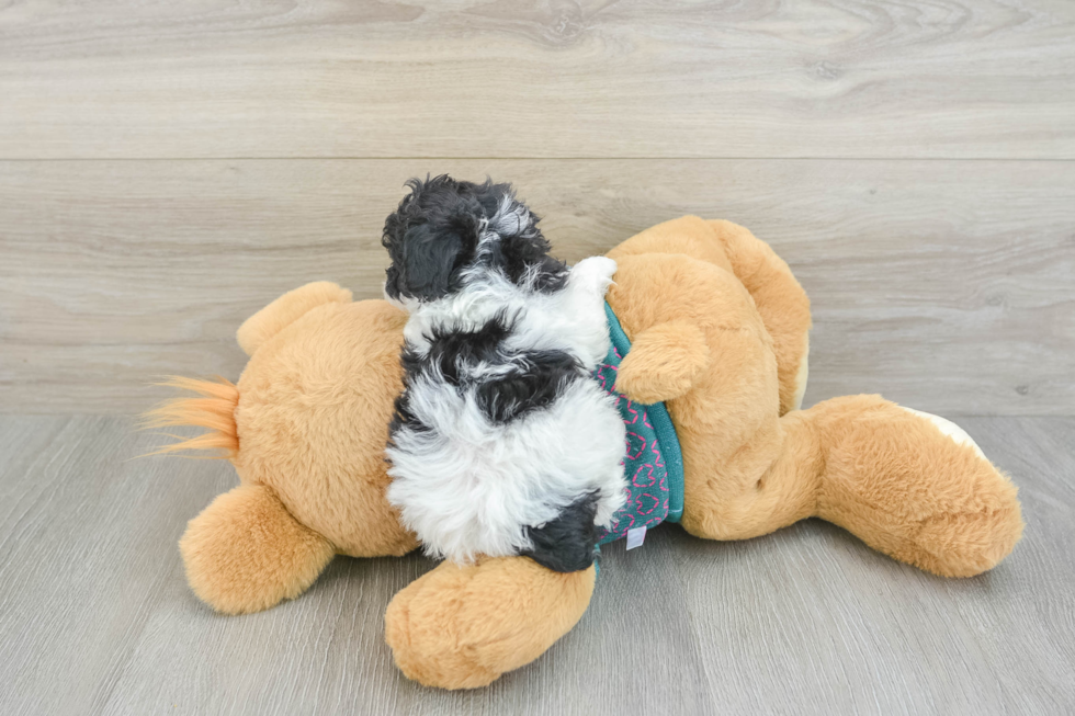Best Poodle Baby