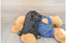 Small Poodle Baby