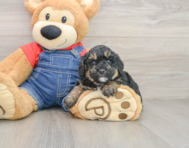 7 week old Poodle Puppy For Sale - Lone Star Pups