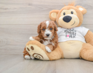 6 week old Poodle Puppy For Sale - Lone Star Pups