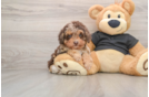 Small Poodle Baby