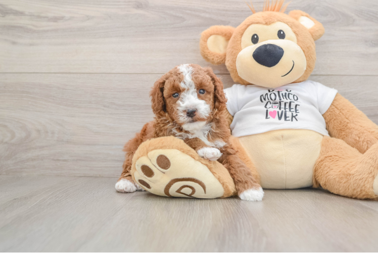 Poodle Pup Being Cute