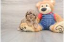 Poodle Pup Being Cute