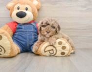 7 week old Poodle Puppy For Sale - Lone Star Pups