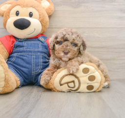 7 week old Poodle Puppy For Sale - Lone Star Pups