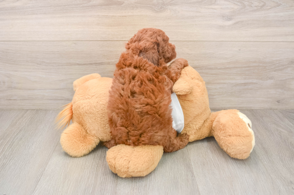 Poodle Puppy for Adoption