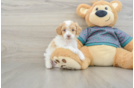 Small Poodle Baby