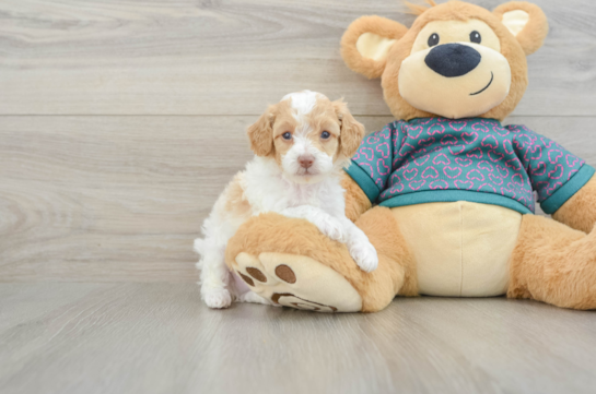 Small Poodle Baby