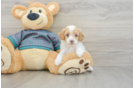 Best Poodle Baby