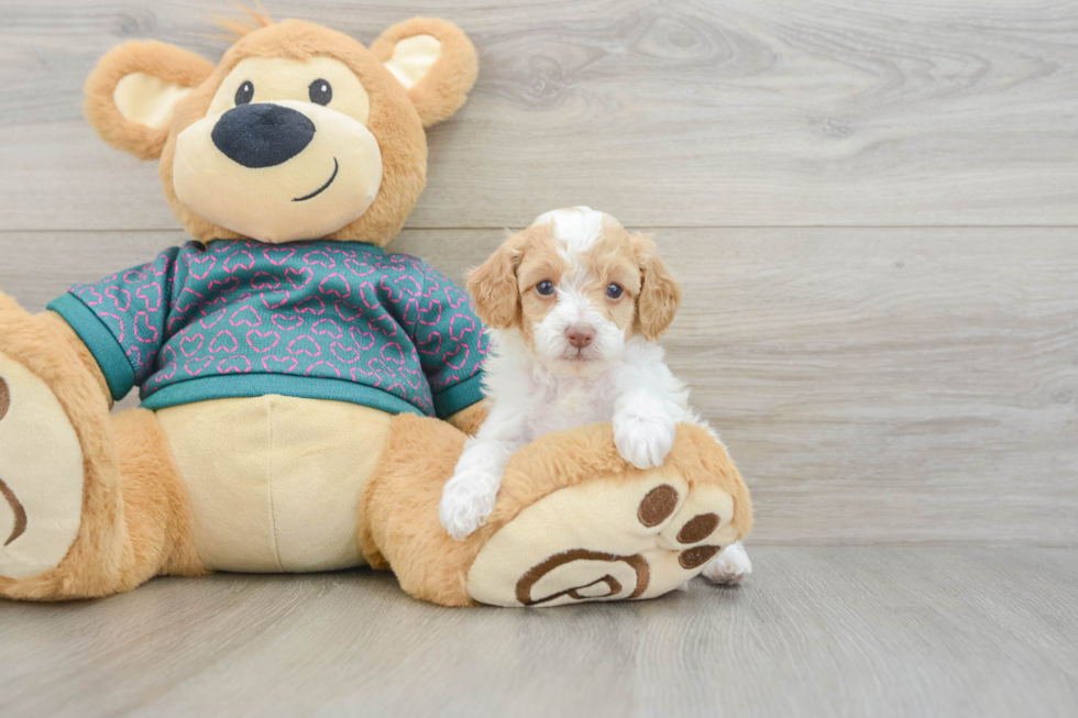 Best Poodle Baby