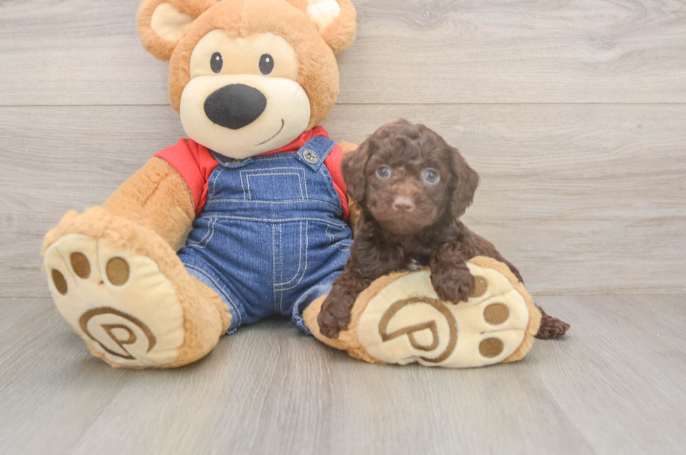 6 week old Poodle Puppy For Sale - Lone Star Pups