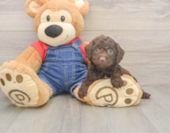 7 week old Poodle Puppy For Sale - Lone Star Pups 7 week old Poodle Puppy For Sale - Lone Star Pups