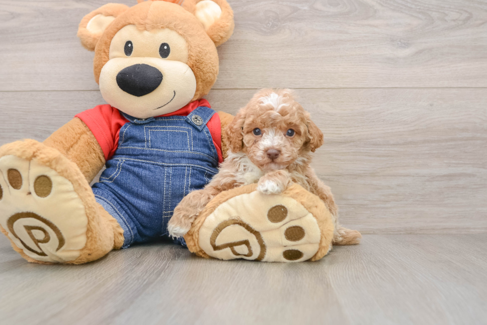 Hypoallergenic Poodle Baby