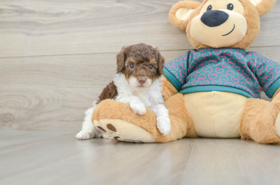 Friendly Poodle Baby