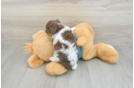 Poodle Puppy for Adoption