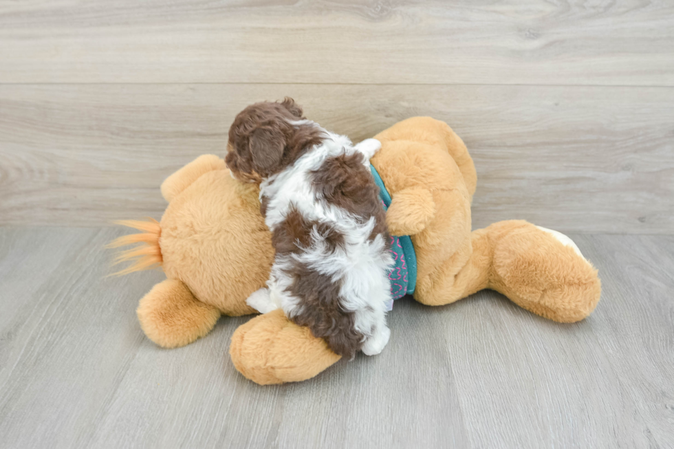 Poodle Puppy for Adoption
