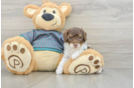 Poodle Puppy for Adoption