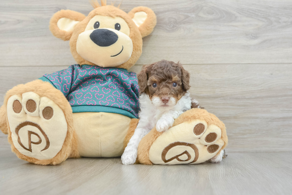 Poodle Puppy for Adoption