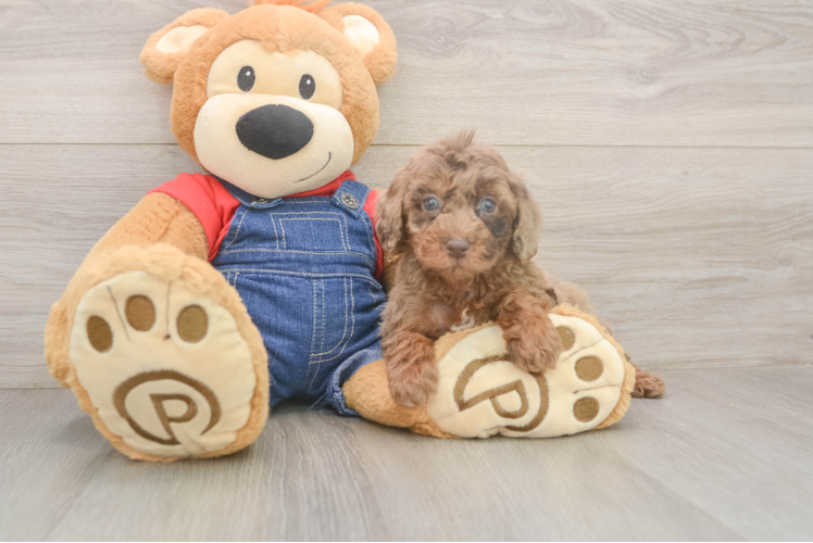 Petite Pudel Purebred Puppy