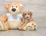 6 week old Poodle Puppy For Sale - Lone Star Pups