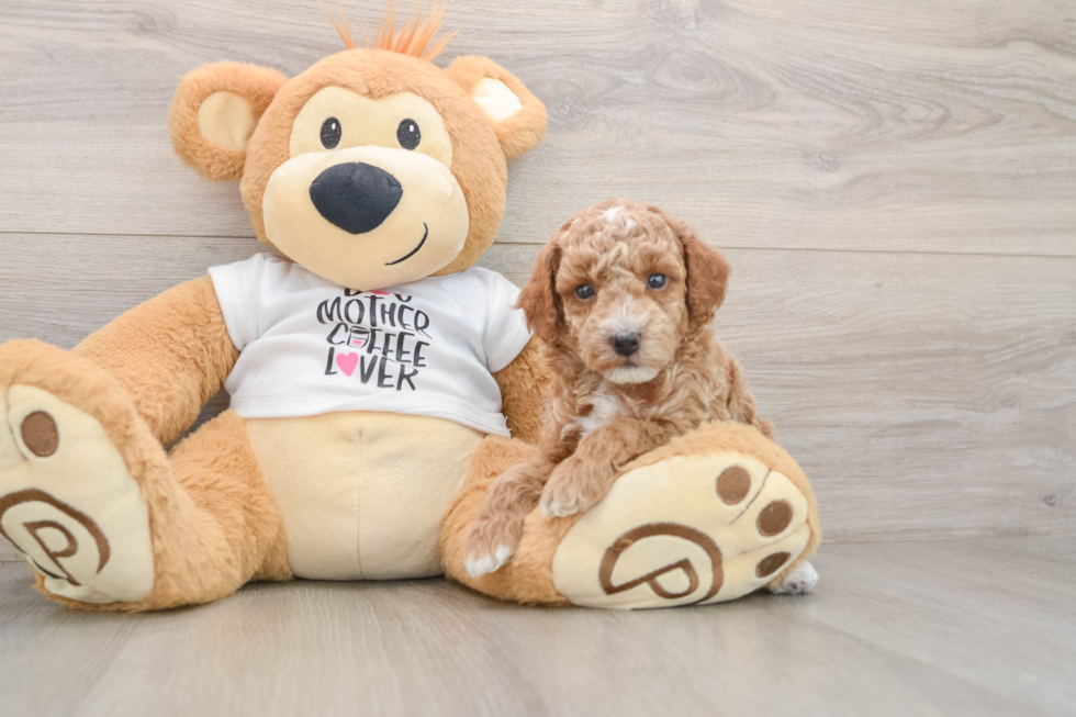 Poodle Pup Being Cute