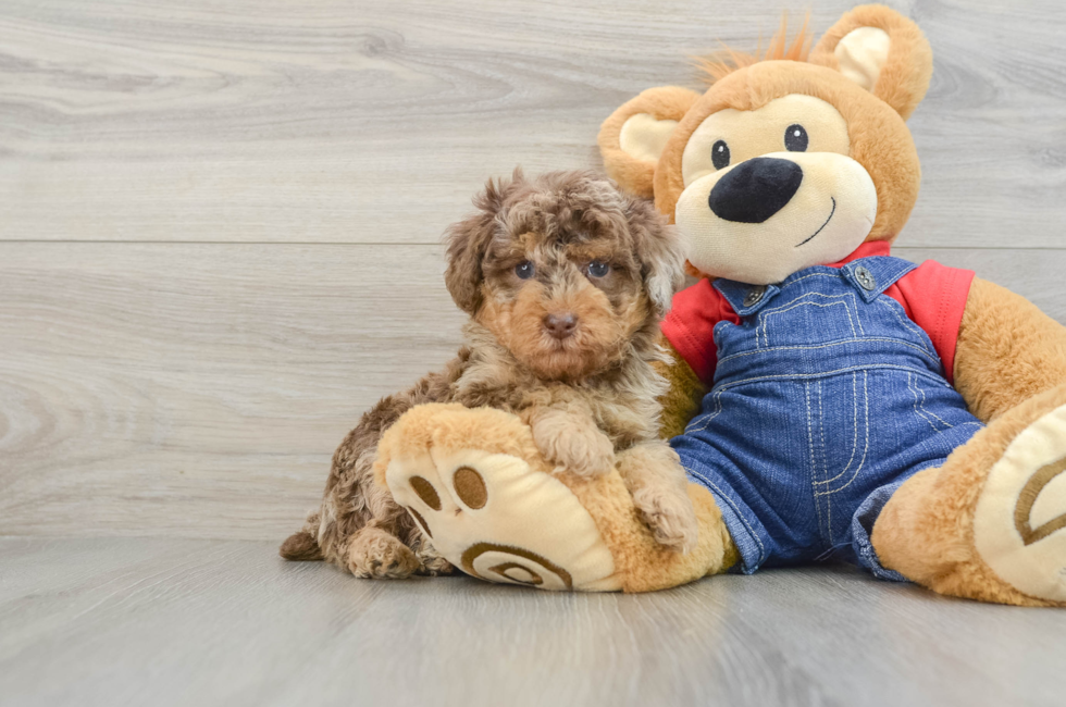 6 week old Poodle Puppy For Sale - Lone Star Pups