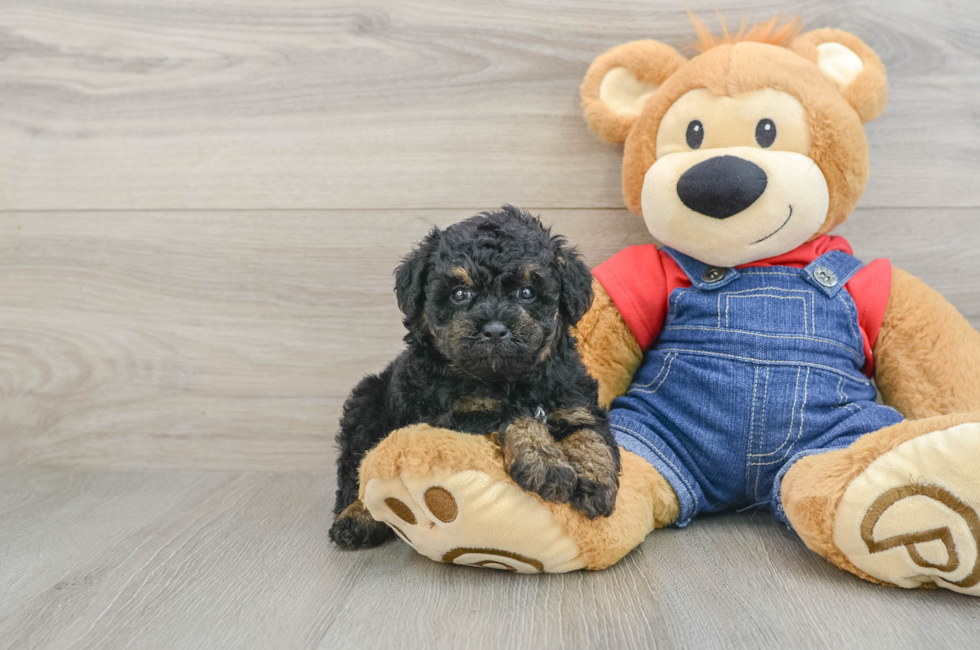 6 week old Poodle Puppy For Sale - Lone Star Pups
