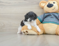 7 week old Poodle Puppy For Sale - Lone Star Pups