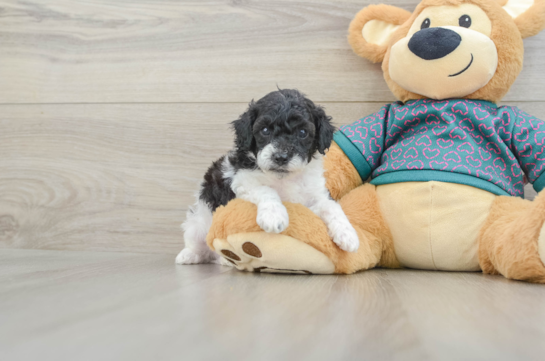 Poodle Pup Being Cute