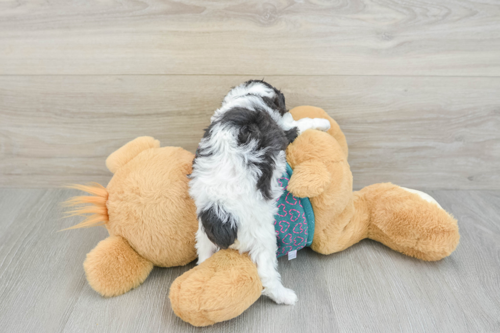 Poodle Pup Being Cute