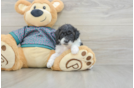 Poodle Puppy for Adoption