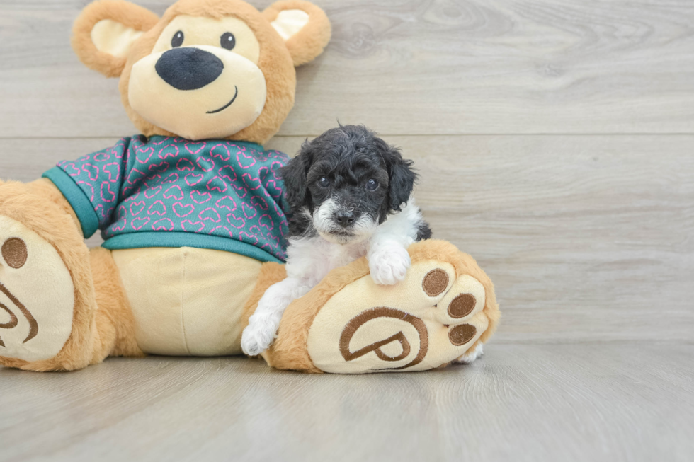 Poodle Puppy for Adoption