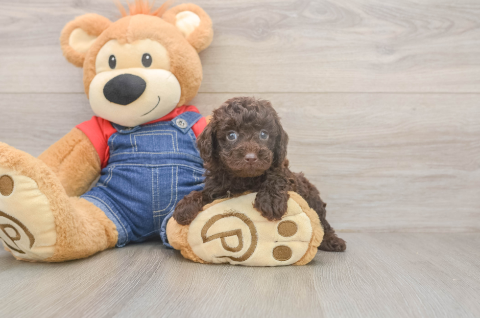 6 week old Poodle Puppy For Sale - Lone Star Pups