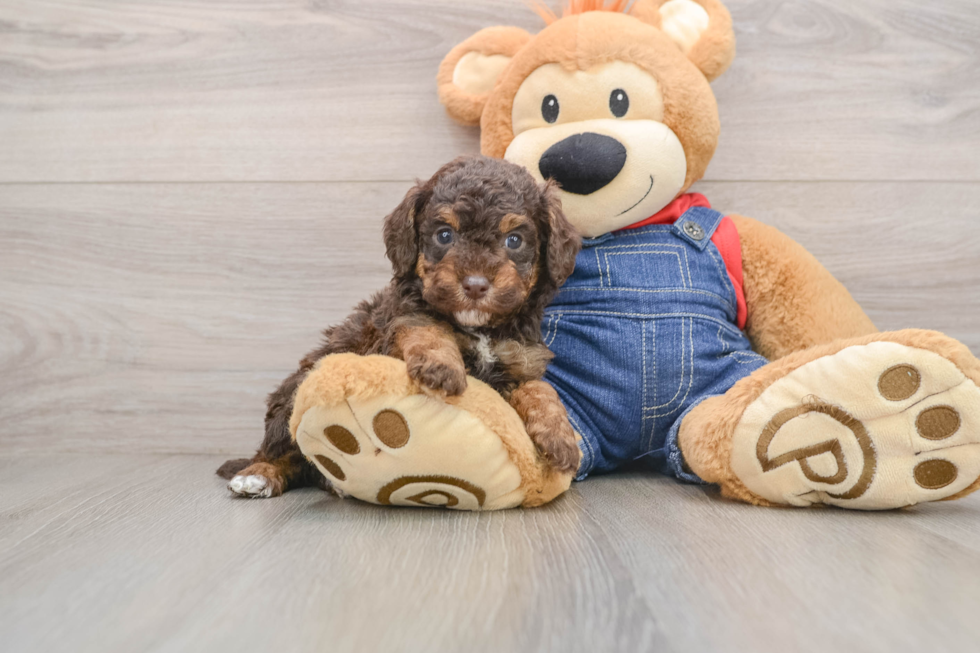 Hypoallergenic Poodle Purebred Pup