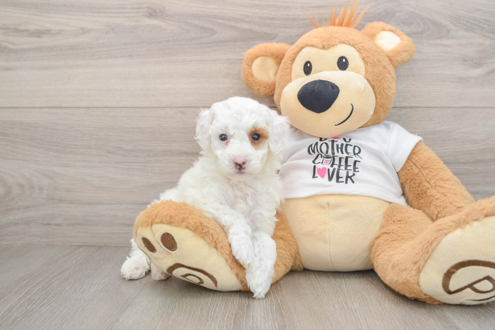 Poodle Pup Being Cute