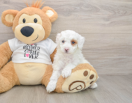 6 week old Poodle Puppy For Sale - Lone Star Pups