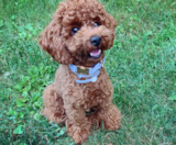 Poodle Puppies For Sale Lone Star Pups