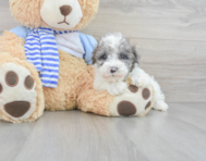 8 week old Poodle Puppy For Sale - Lone Star Pups