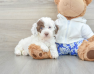 9 week old Poodle Puppy For Sale - Lone Star Pups