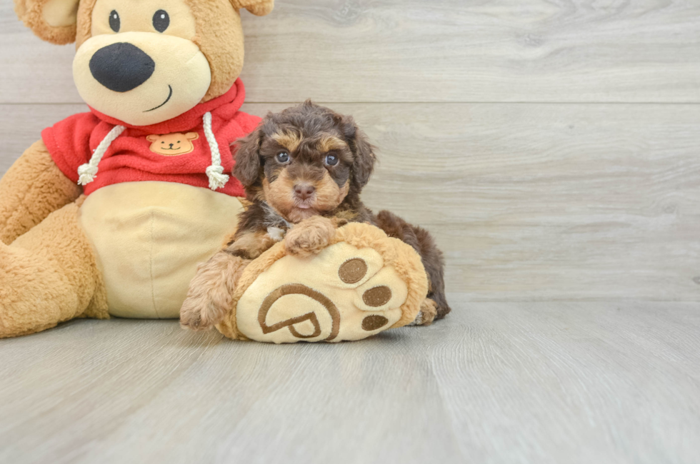 7 week old Poodle Puppy For Sale - Lone Star Pups