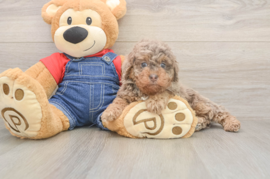 6 week old Poodle Puppy For Sale - Lone Star Pups Best Poodle Baby