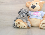 7 week old Poodle Puppy For Sale - Lone Star Pups