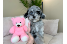 Cute Pooodle Purebred Puppy