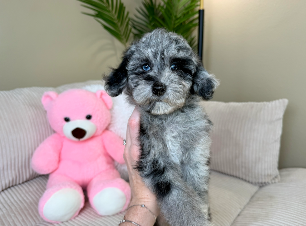 Cute Pooodle Purebred Puppy