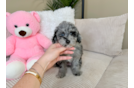 Best Poodle Baby